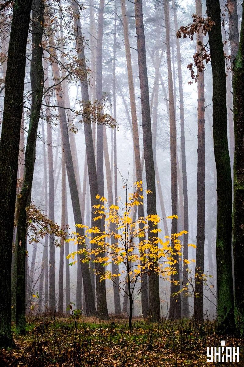 Endast 2 % av alla människor kan hitta en ekorre i skogen på 12 sekunder: en fantastisk optisk illusion