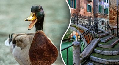 Hitta ankan på bilden på 10 sekunder: bara ett fåtal personer kan lösa gåtan