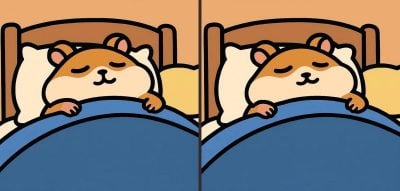 IQ-test: hitta 3 skillnader i en bild av en sovande hamster på 29 sekunder