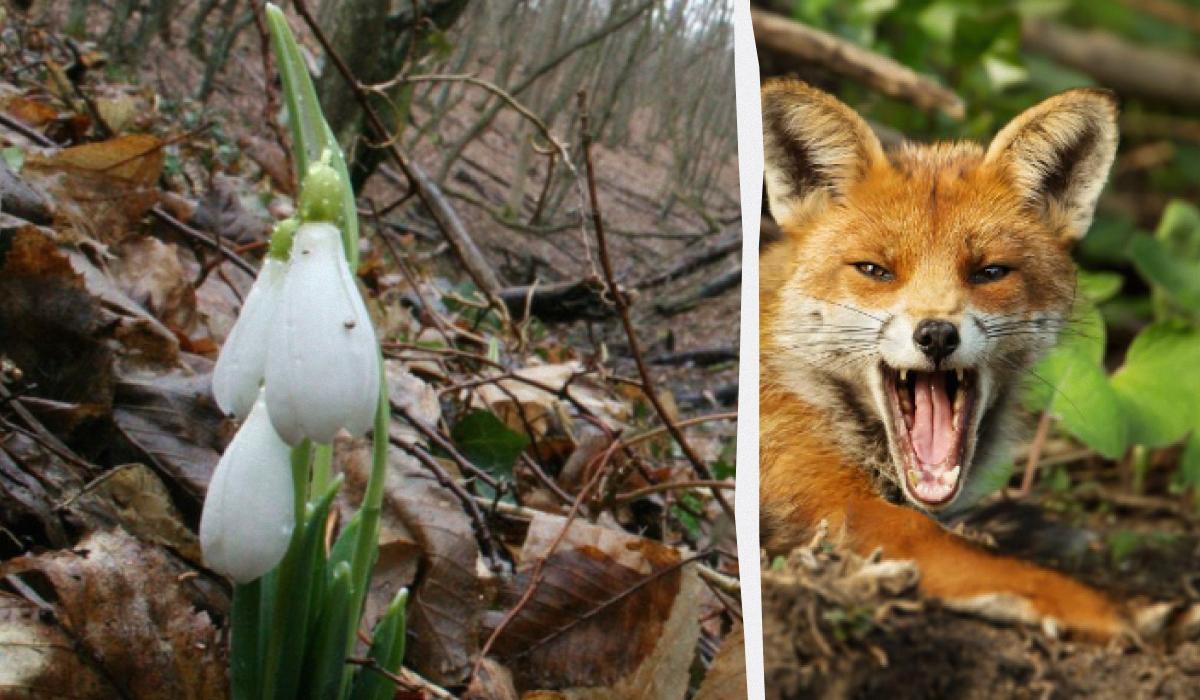 Optisk illusion visar dig vad din IQ är: du måste hitta en räv i skogen på 9 sekunder