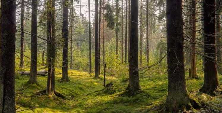 Vilket djur är dolt i bilden: bara ett fåtal personer kommer att gissa på 7 sekunder